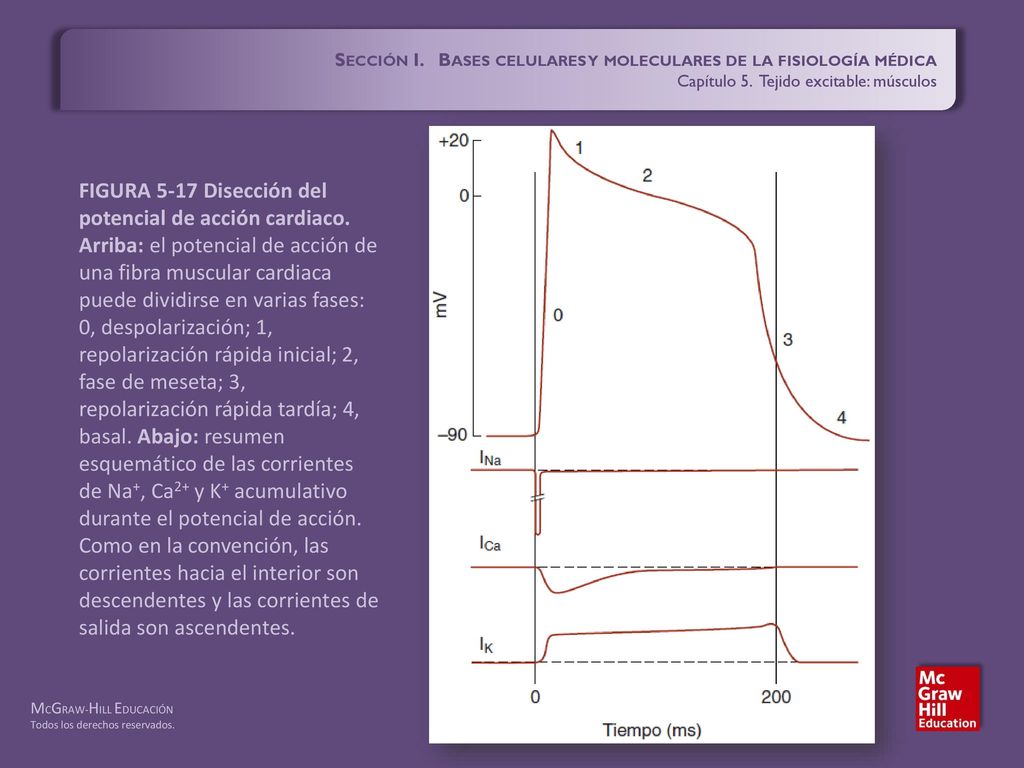 Sección I. Bases celulares y moleculares de la fisiología médica