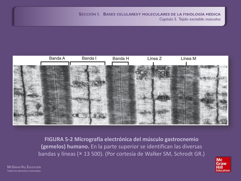 Sección I. Bases celulares y moleculares de la fisiología médica