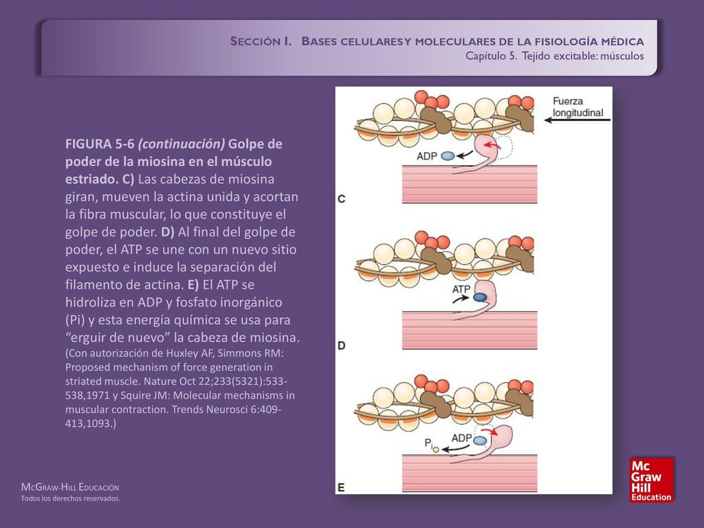 Sección I. Bases celulares y moleculares de la fisiología médica