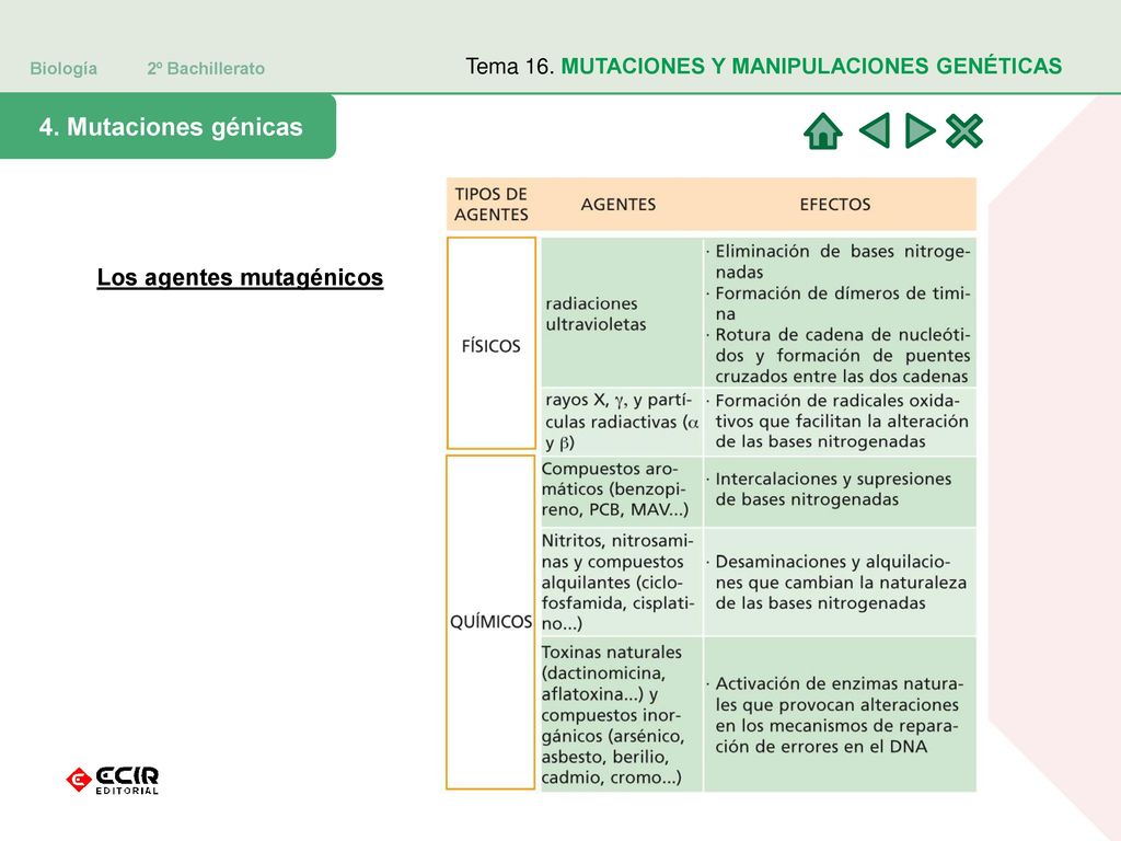 4. Mutaciones génicas Los agentes mutagénicos