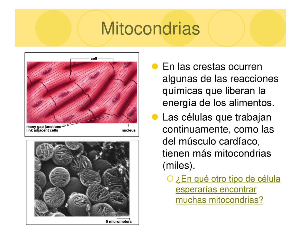 Mitocondrias En las crestas ocurren algunas de las reacciones químicas que liberan la energía de los alimentos.