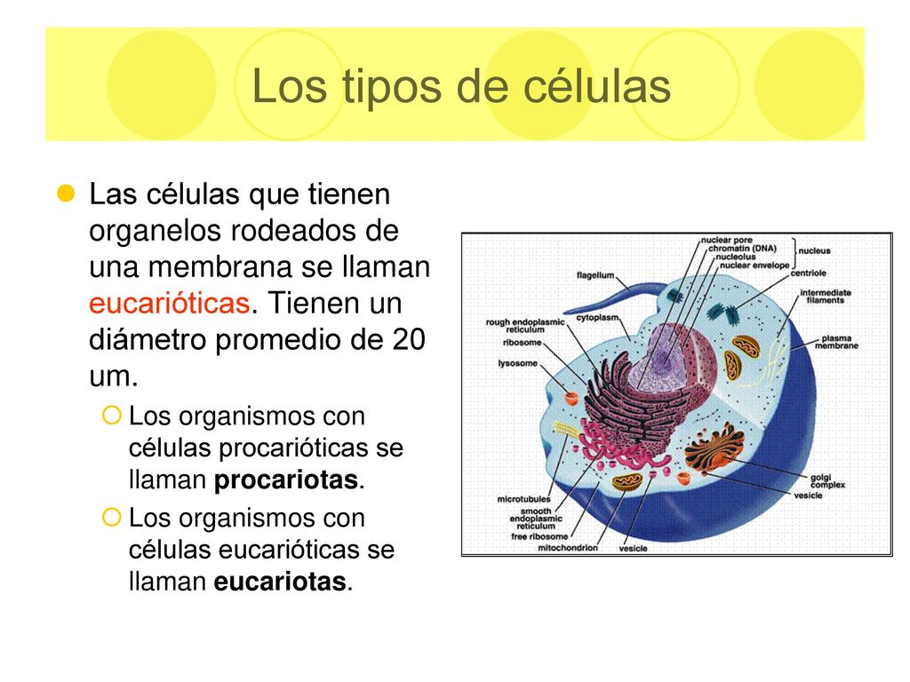 Los tipos de células Las células que tienen organelos rodeados de una membrana se llaman eucarióticas. Tienen un diámetro promedio de 20 um.