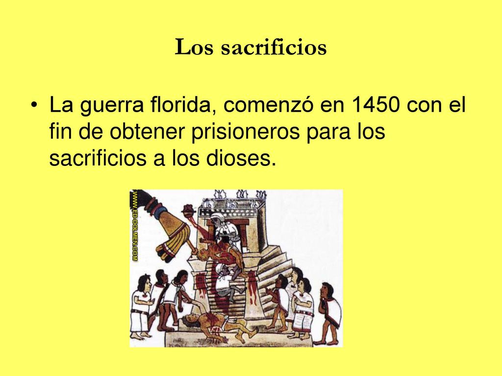 Los sacrificios La guerra florida, comenzó en 1450 con el fin de obtener prisioneros para los sacrificios a los dioses.