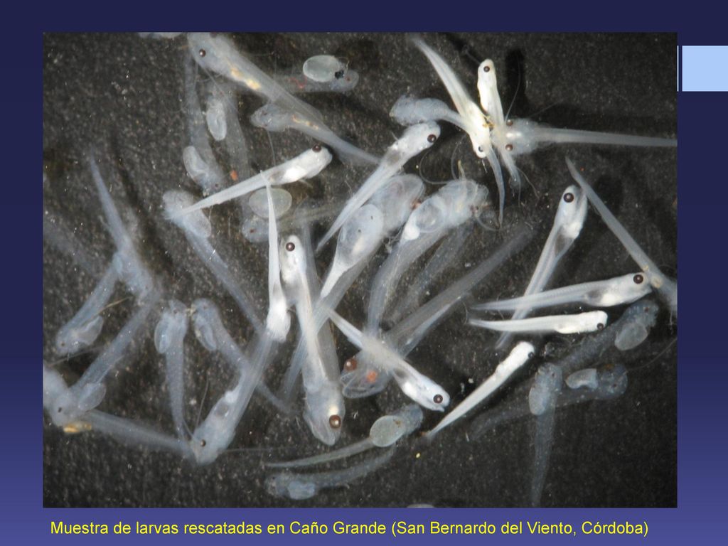 Muestra de larvas rescatadas en Caño Grande (San Bernardo del Viento, Córdoba)