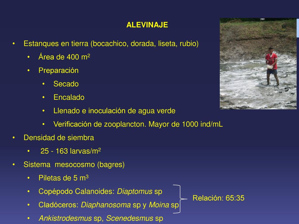 ALEVINAJE Estanques en tierra (bocachico, dorada, liseta, rubio) Área de 400 m2. Preparación. Secado.