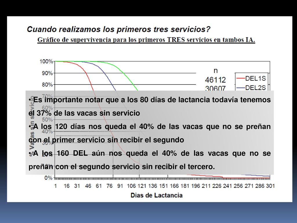 Es importante notar que a los 80 días de lactancia todavía tenemos el 37% de las vacas sin servicio