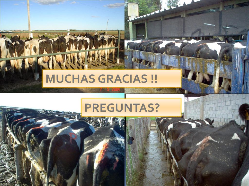 Recordando que: los primeros 3 ó 4 ciclos son los que terminan definiendo el desempeño reproductivo del sistema.