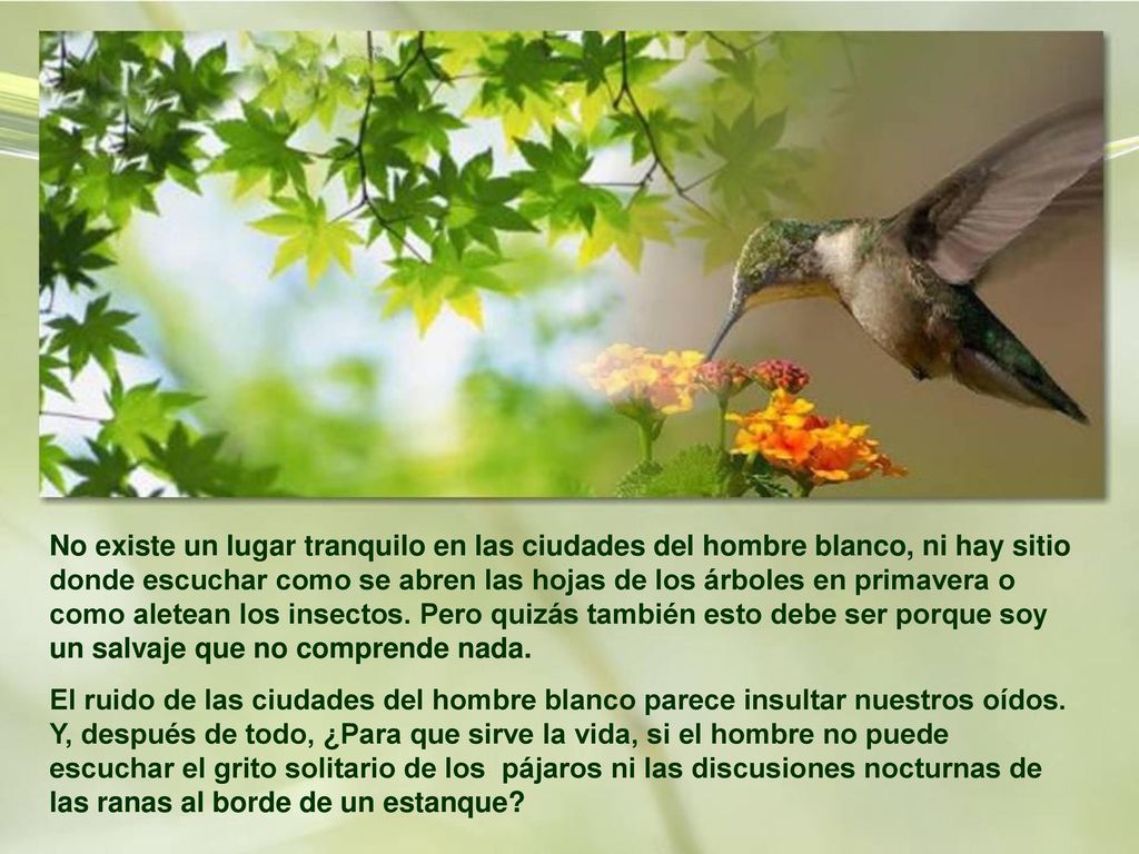 No existe un lugar tranquilo en las ciudades del hombre blanco, ni hay sitio donde escuchar como se abren las hojas de los árboles en primavera o como aletean los insectos. Pero quizás también esto debe ser porque soy un salvaje que no comprende nada.