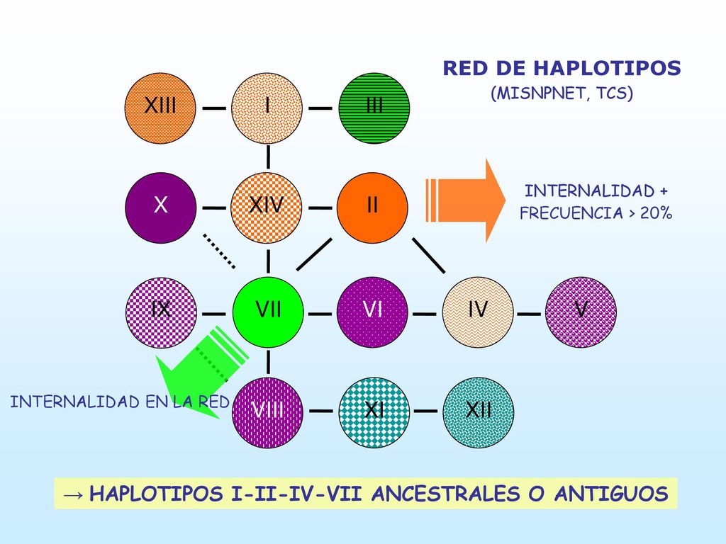→ HAPLOTIPOS I-II-IV-VII ANCESTRALES O ANTIGUOS