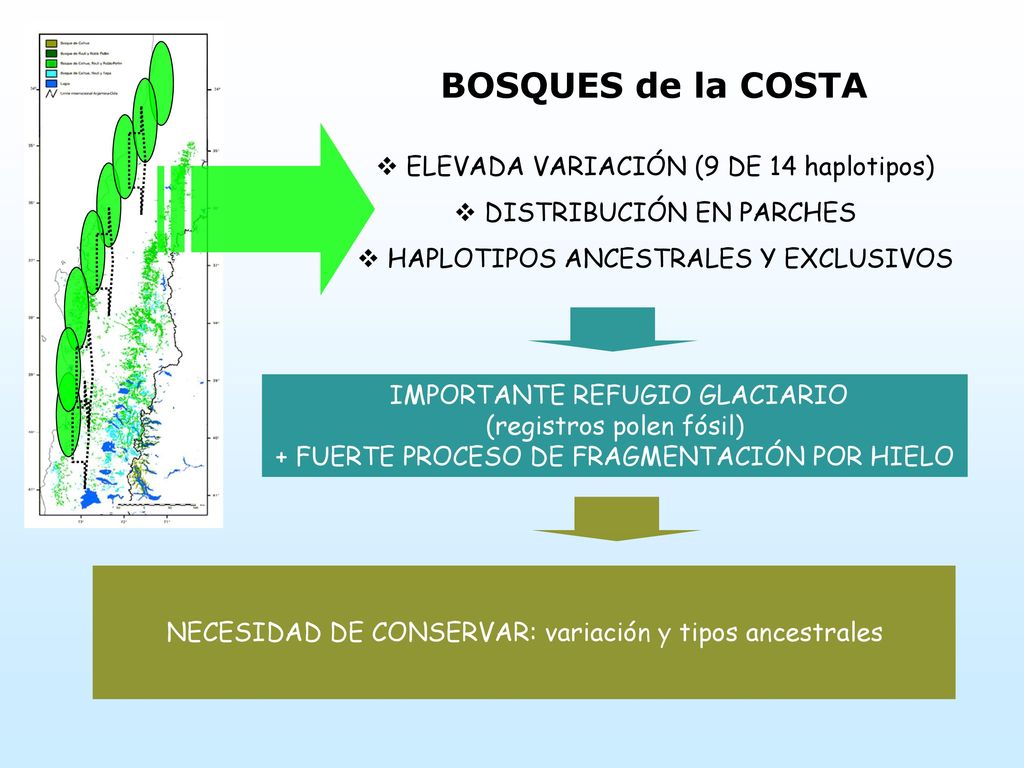 BOSQUES de la COSTA ELEVADA VARIACIÓN (9 DE 14 haplotipos)