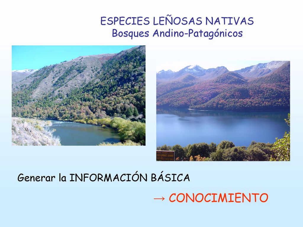 → CONOCIMIENTO ESPECIES LEÑOSAS NATIVAS Bosques Andino-Patagónicos