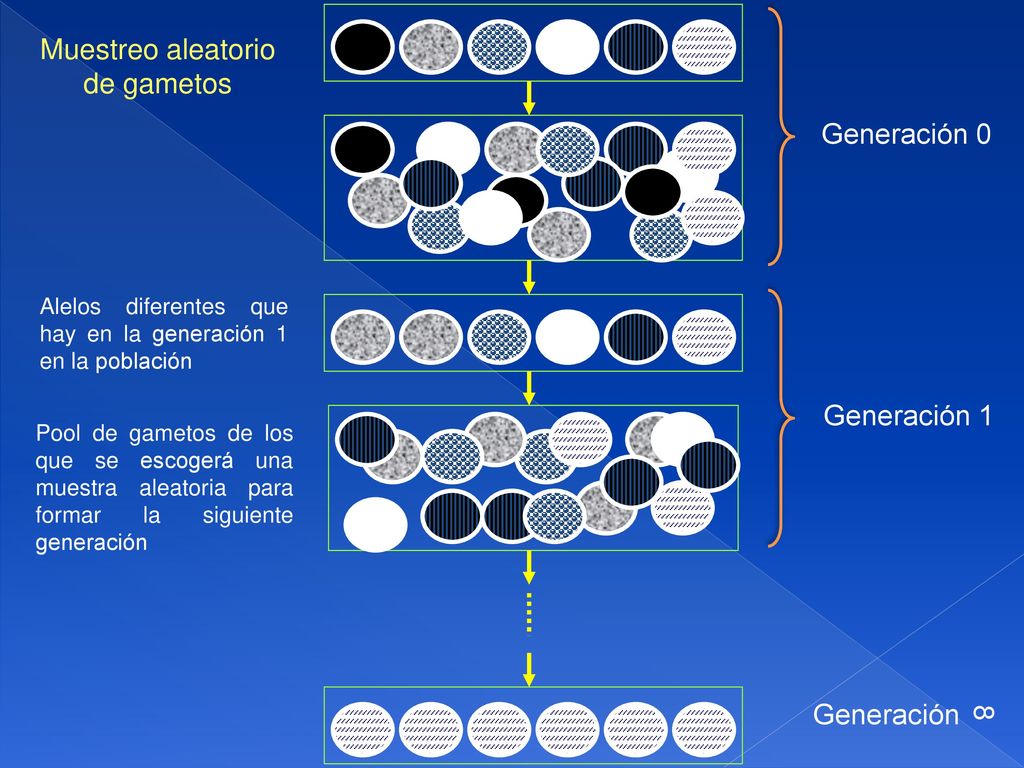 Muestreo aleatorio de gametos Generación 0 Generación 1 Generación 8