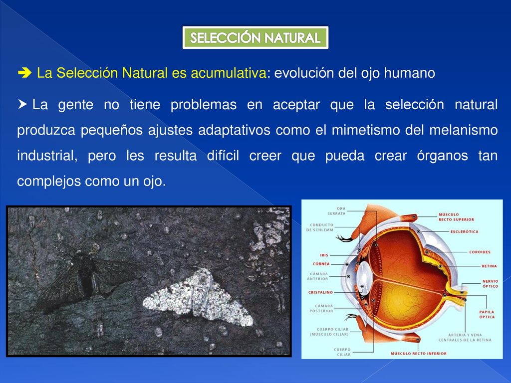  La Selección Natural es acumulativa: evolución del ojo humano