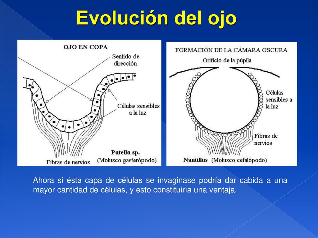 Evolución del ojo Ahora si ésta capa de células se invaginase podría dar cabida a una mayor cantidad de células, y esto constituiría una ventaja.