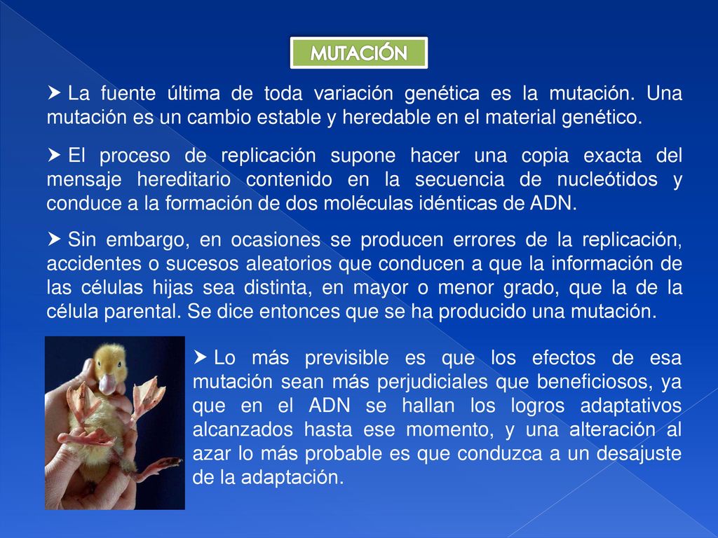 MUTACIÓN La fuente última de toda variación genética es la mutación. Una mutación es un cambio estable y heredable en el material genético.