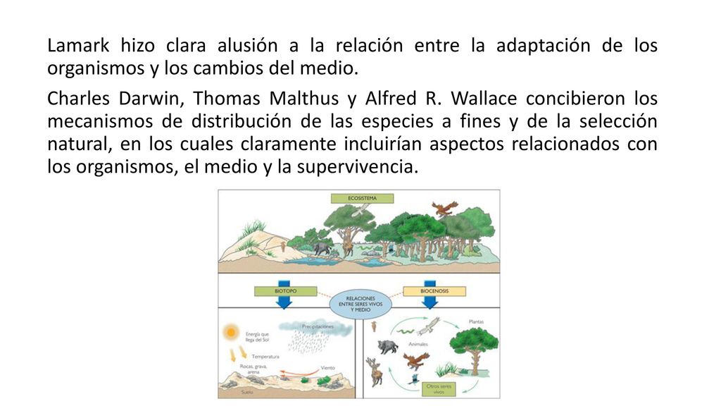 Lamark hizo clara alusión a la relación entre la adaptación de los organismos y los cambios del medio.