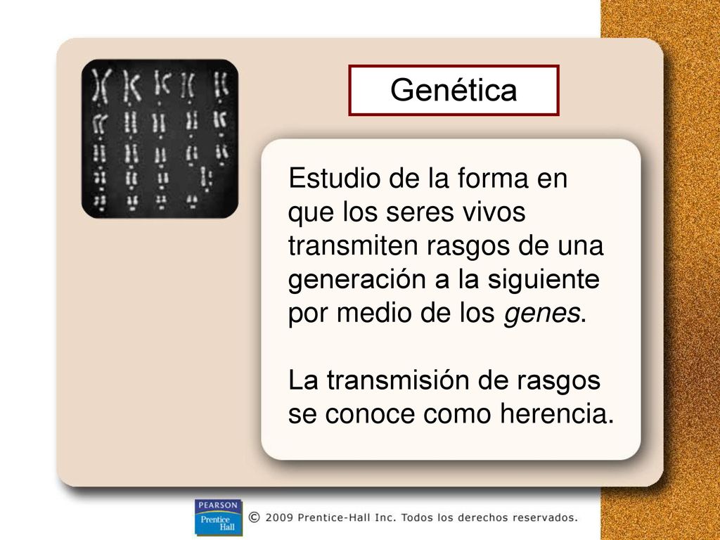 Genética Estudio de la forma en que los seres vivos transmiten rasgos de una generación a la siguiente por medio de los genes.