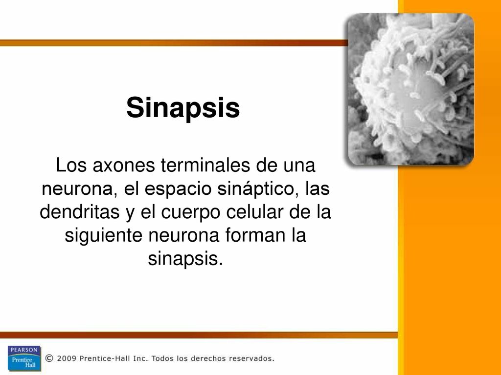 Sinapsis Los axones terminales de una neurona, el espacio sináptico, las dendritas y el cuerpo celular de la siguiente neurona forman la sinapsis.