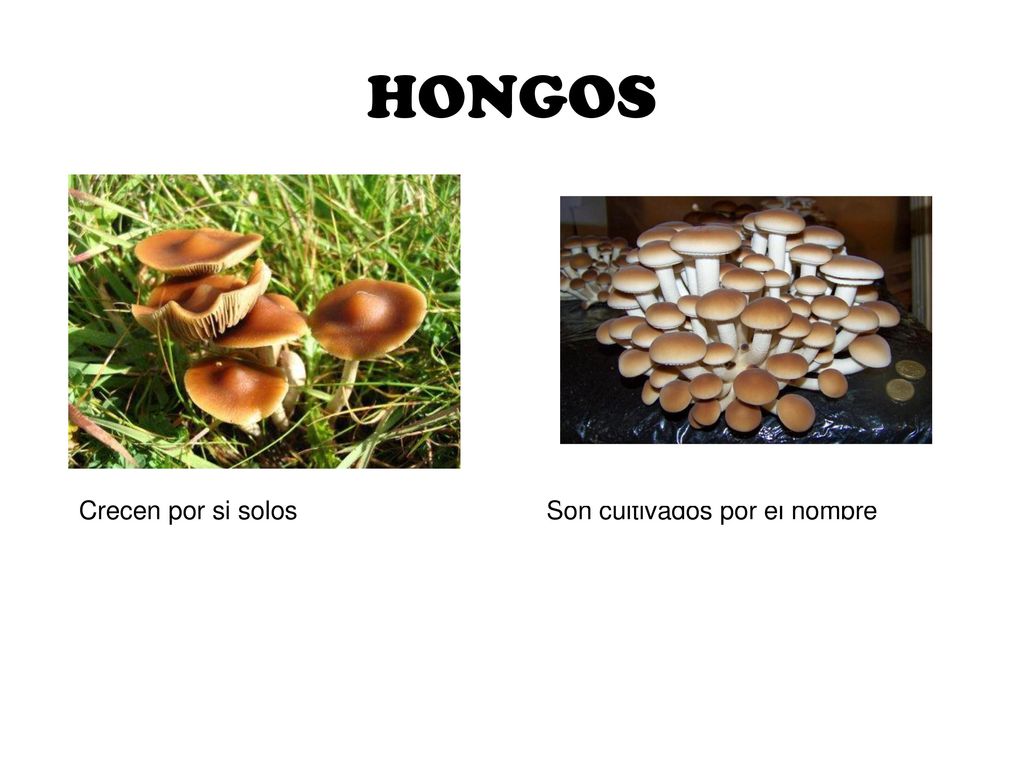 HONGOS Crecen por si solos Son cultivados por el hombre