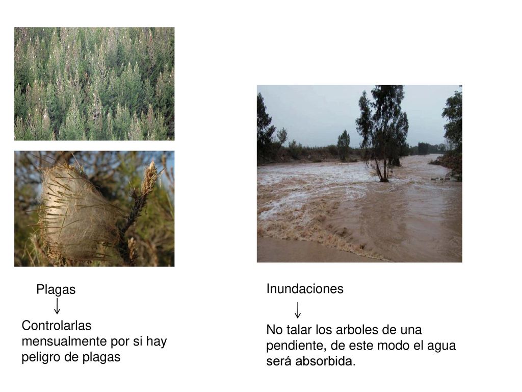 Plagas Inundaciones. Controlarlas mensualmente por si hay peligro de plagas.