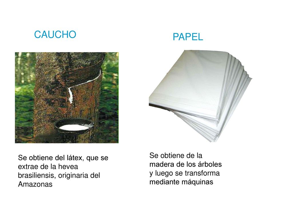 CAUCHO PAPEL. Se obtiene de la madera de los árboles y luego se transforma mediante máquinas.