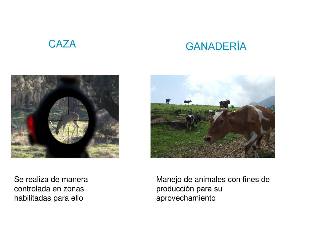 CAZA GANADERÍA. Se realiza de manera controlada en zonas habilitadas para ello.