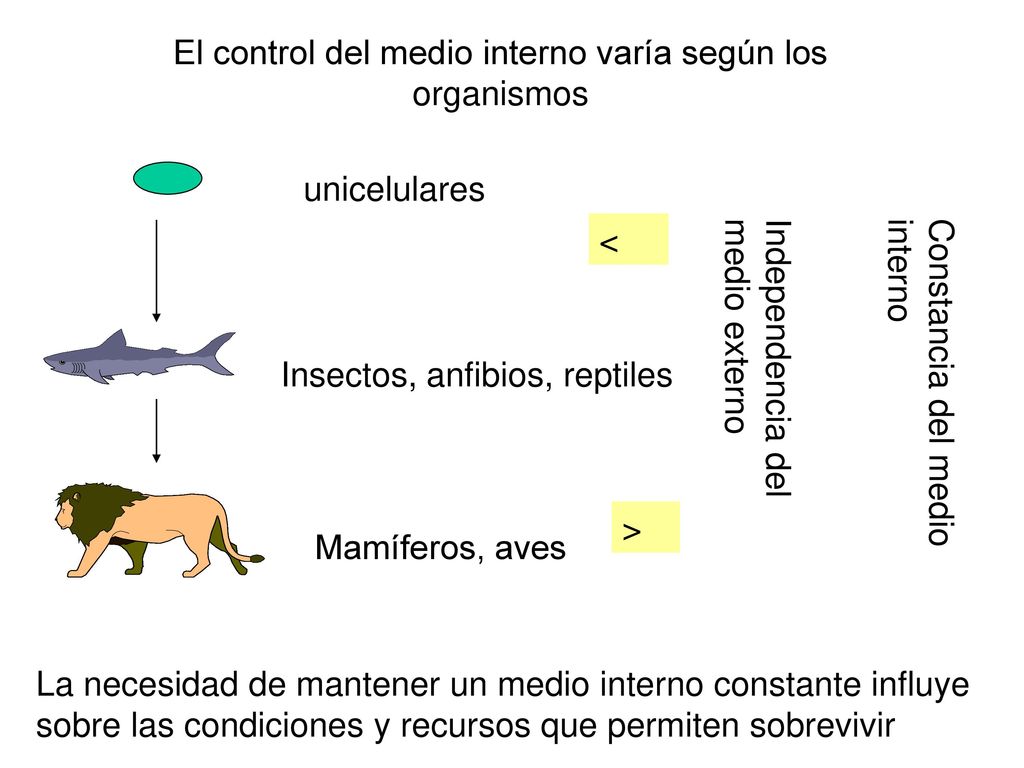 El control del medio interno varía según los organismos