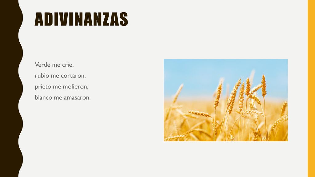 Adivinanzas Verde me crie, rubio me cortaron, prieto me molieron, blanco me amasaron.