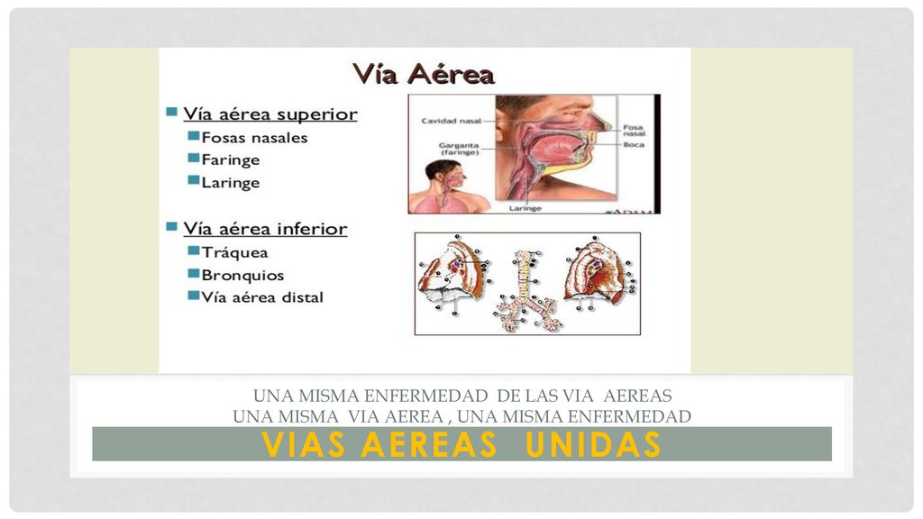 La división tradicional entre vías aéreas altas y bajas, establecido por el límite anatómico de las cuerdas vocales, ha hecho que la rinitis y el asma alérgicos hayan sido consideradas como dos entidades separadas tratadas, respectivamente, por ORLs y neumólogos, cuando la evidencia creciente apunta a que se trata de la misma vía aérea y, por tanto, de la misma entidad.