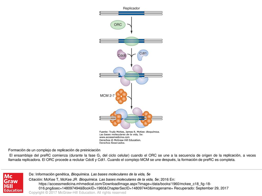 El ensamblaje del preRC comienza (durante la fase G1 del ciclo celular) cuando el ORC se une a la secuencia de origen de la replicación, a veces llamada replicadora. El ORC procede a reclutar Cdc6 y Cdt1. Cuando el complejo MCM se une después, la formación de preRC es completa.