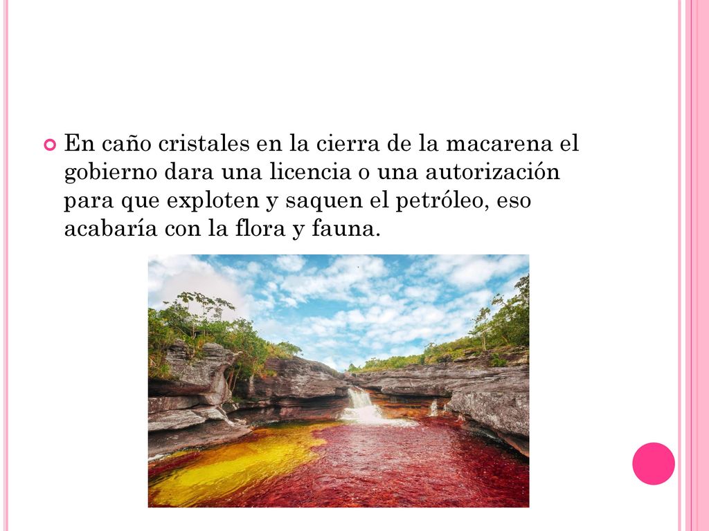 En caño cristales en la cierra de la macarena el gobierno dara una licencia o una autorización para que exploten y saquen el petróleo, eso acabaría con la flora y fauna.
