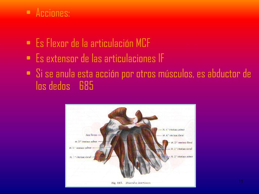 Acciones: Es Flexor de la articulación MCF. Es extensor de las articulaciones IF.