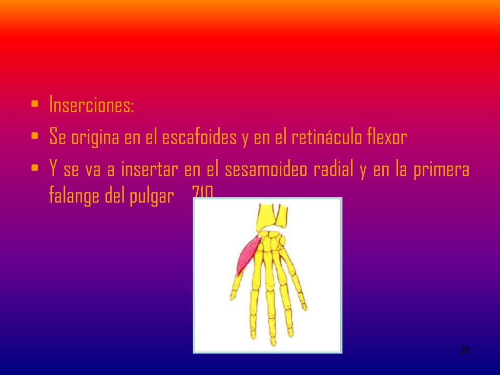 Inserciones: Se origina en el escafoides y en el retináculo flexor.