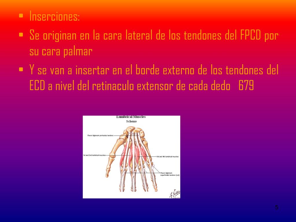 Inserciones: Se originan en la cara lateral de los tendones del FPCD por su cara palmar.