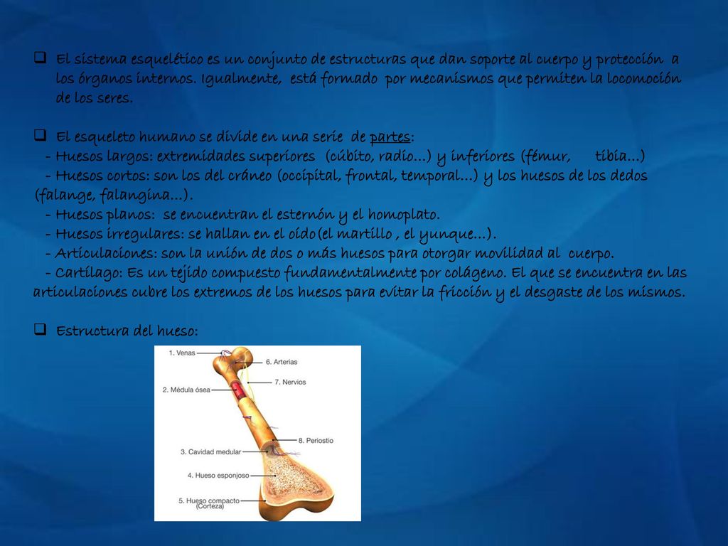 El sistema esquelético es un conjunto de estructuras que dan soporte al cuerpo y protección a los órganos internos. Igualmente, está formado por mecanismos que permiten la locomoción de los seres.