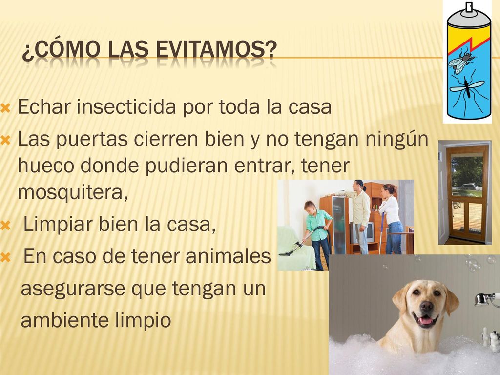 ¿Cómo las evitamos Echar insecticida por toda la casa