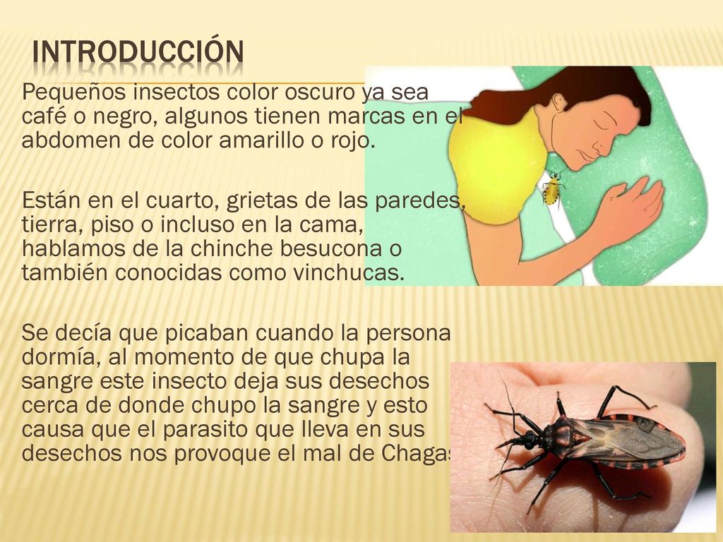Introducción Pequeños insectos color oscuro ya sea café o negro, algunos tienen marcas en el abdomen de color amarillo o rojo.