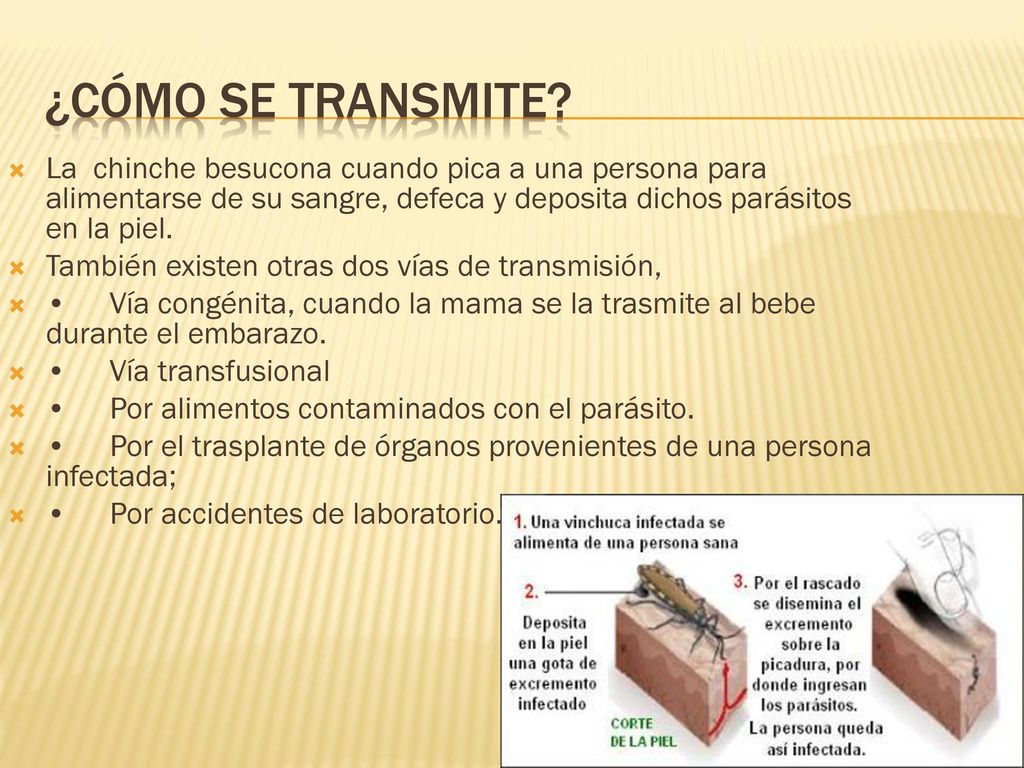 ¿Cómo se transmite La chinche besucona cuando pica a una persona para alimentarse de su sangre, defeca y deposita dichos parásitos en la piel.