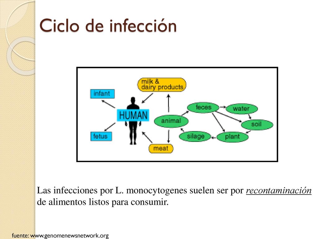 Ciclo de infección Las infecciones por L. monocytogenes suelen ser por recontaminación de alimentos listos para consumir.