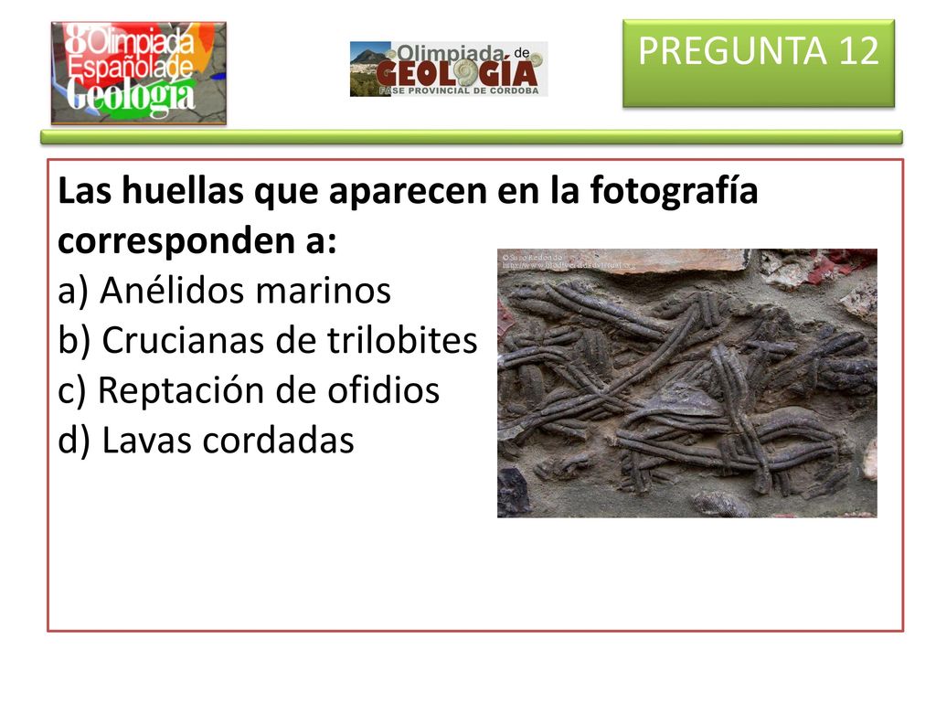 PREGUNTA 12 Las huellas que aparecen en la fotografía corresponden a: