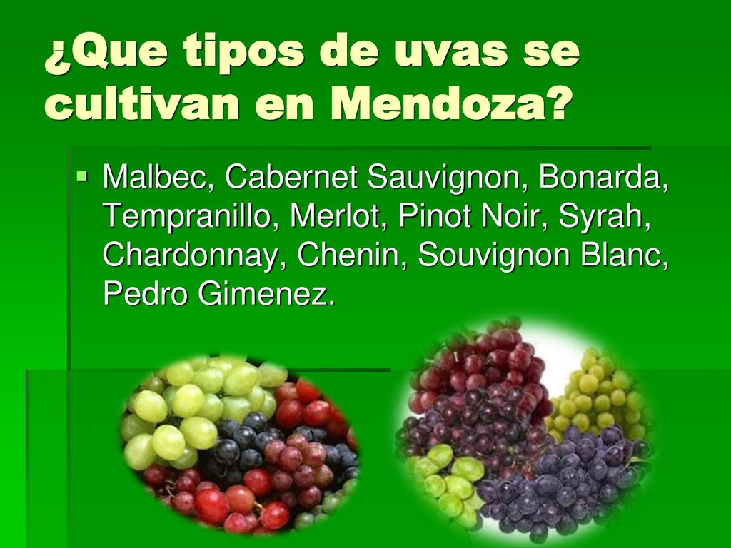 ¿Que tipos de uvas se cultivan en Mendoza