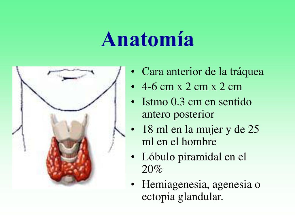 Anatomía Cara anterior de la tráquea 4-6 cm x 2 cm x 2 cm