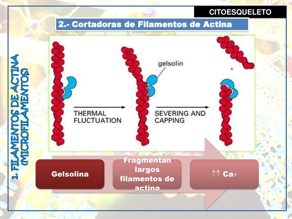 2.- Cortadoras de Filamentos de Actina
