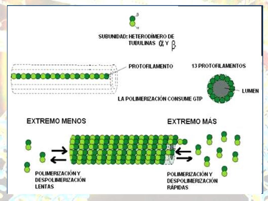 CITOESQUELETO Microtúbulos. Son tubos proteicos huecos, cilíndricos, rígidos y no ramificados.