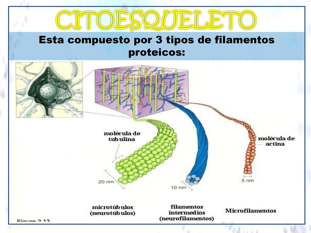 Esta compuesto por 3 tipos de filamentos proteicos: