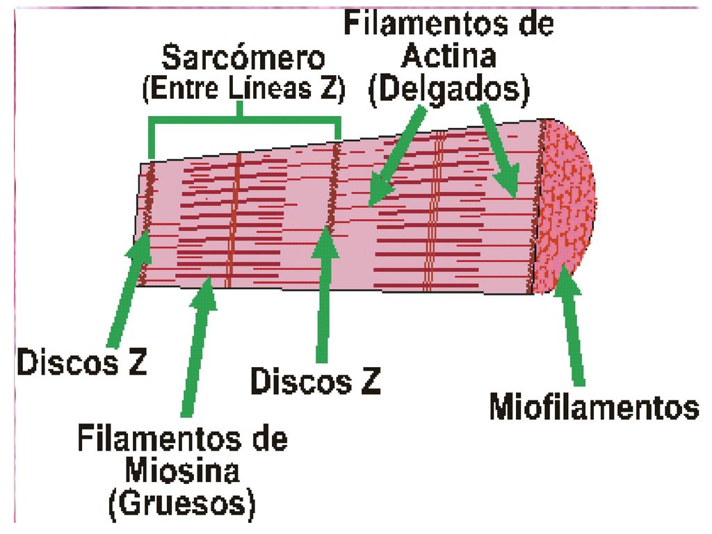 Lengua. Fibra muscular estriada esquelética: miofibrillas (coloración: H. E.)