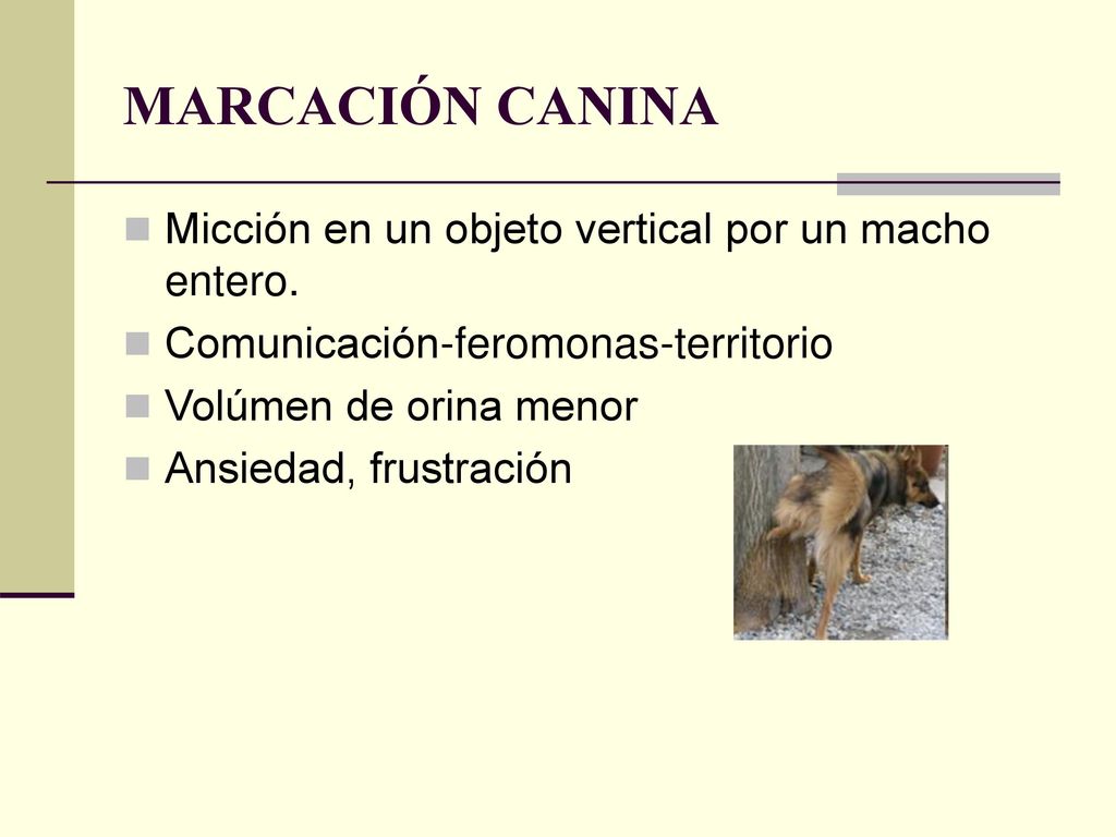 MARCACIÓN CANINA Micción en un objeto vertical por un macho entero.