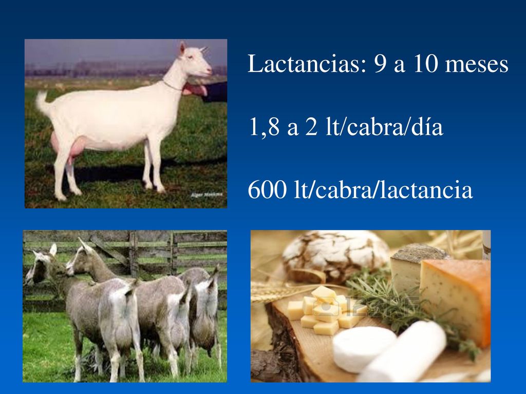 Lactancias: 9 a 10 meses 1,8 a 2 lt/cabra/día 600 lt/cabra/lactancia