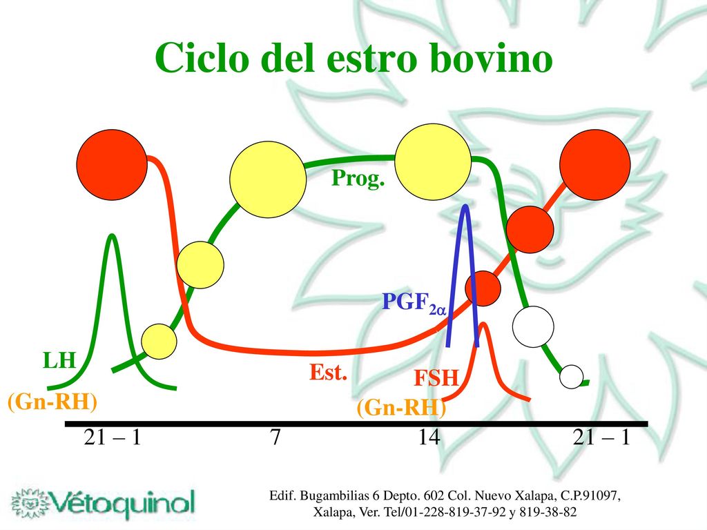 Ciclo del estro bovino Prog. PGF2 LH Est. FSH (Gn-RH) (Gn-RH) 21 – 1