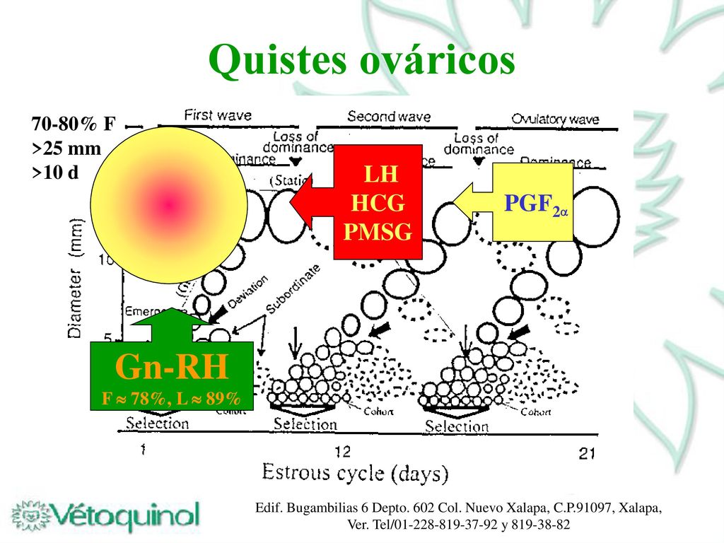Quistes ováricos Gn-RH Gn-RH LH HCG PMSG LH HCG PMSG PGF2 PGF2